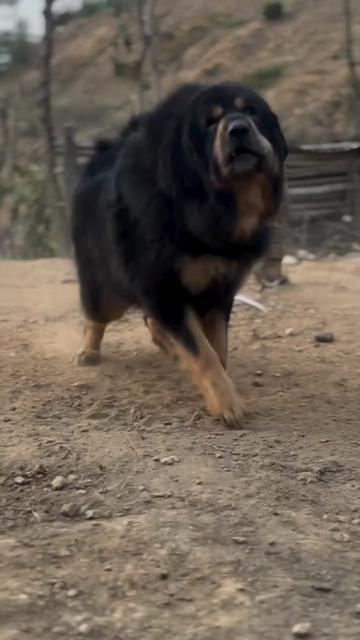 @Kashmiri_Bakrwal_Dog