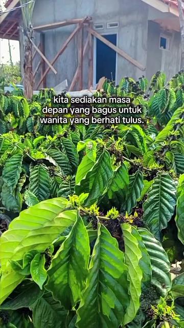 @PetaniMuda