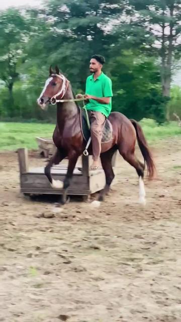 @Ch Hammad bokan ♥️🐎