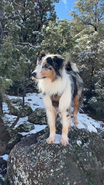 @lauren | dog behavior pro