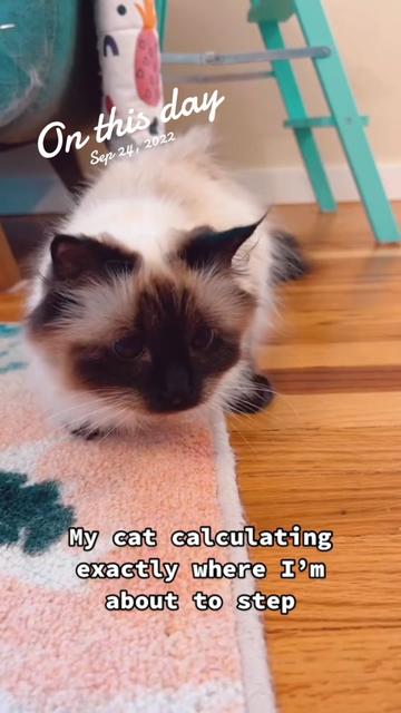 @My Cat Is People 🇨🇦