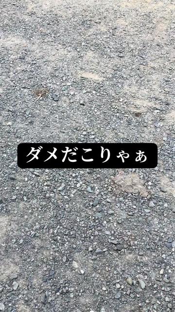@JUNðð蟲家ã®ãªãã¿ã³