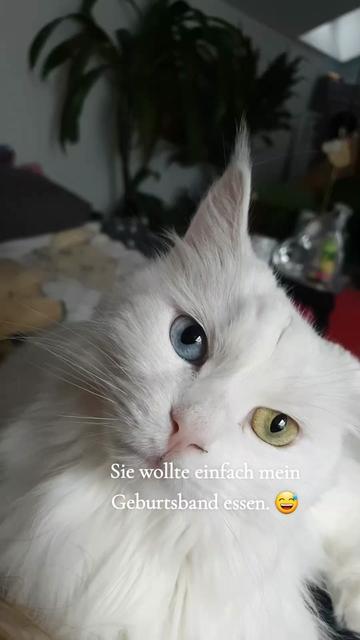 @Linni👱♀️_Luna🐈