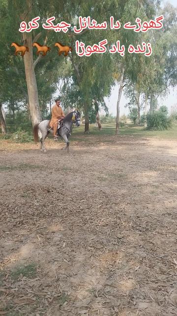 @قاسم علی