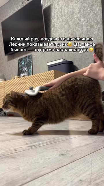 @Спасенные с улицы котики ❤️