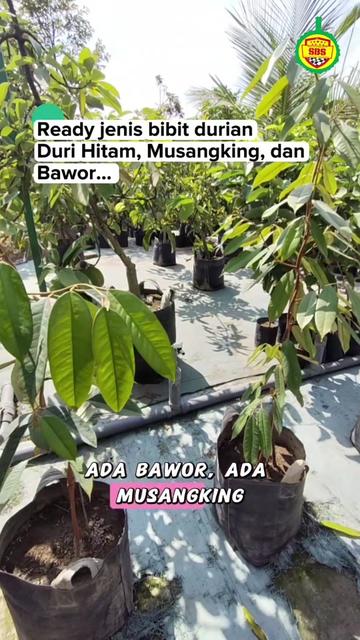 @Produksi Buah_SBS