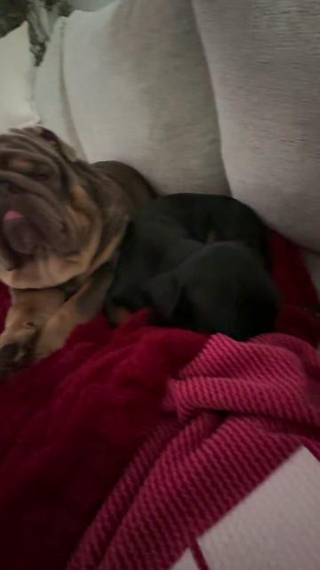 @RawlsTheBulldog