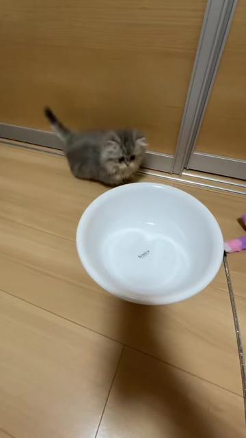 @ミヌエットのシャコタンちゃん
