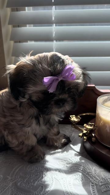 @Twilight Shih Tzu