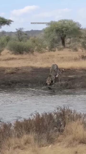 @Descubrimientoanimal