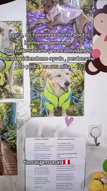 @Asociaci&oacute;n T.Perrunas🐕🐈🇵🇪