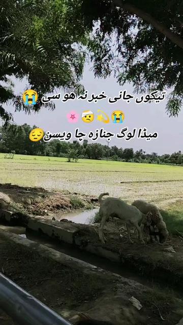 @Gujjar Saehen 🦅🦅🦅🦅🥷🥷