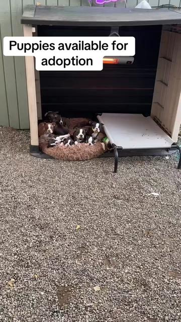 @Boston terrier puppies