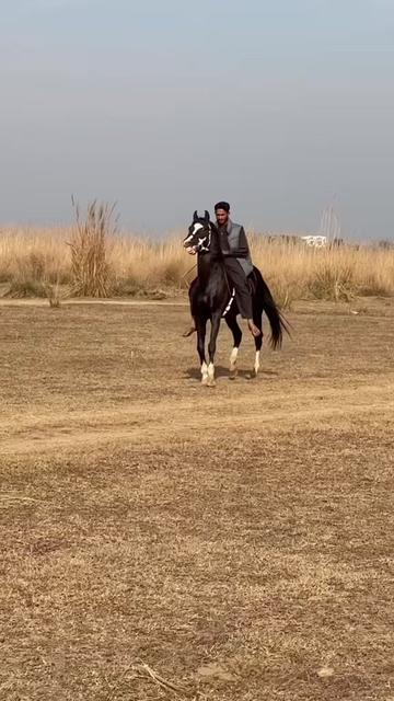 @Ch Hammad bokan ♥️🐎