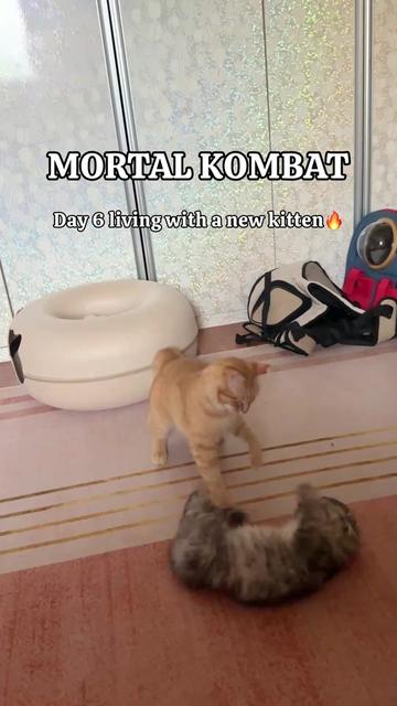 @MyStrayCheese