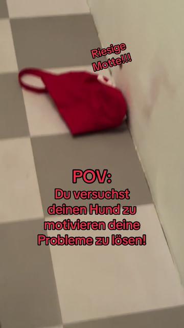 @SausagedogMaja