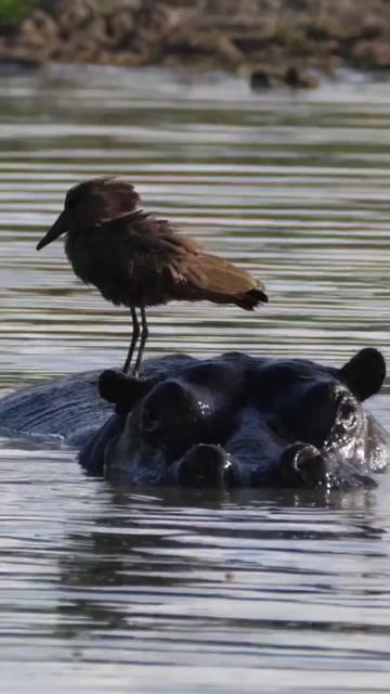 @babyhippoco