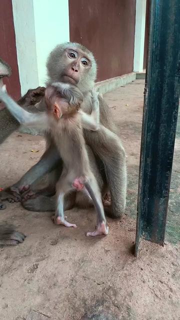 @Monkey Cambodia