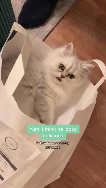 @Dutchkittycat