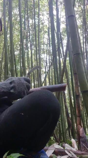 @四寶阿嬤