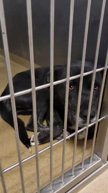 @Cane Corsos