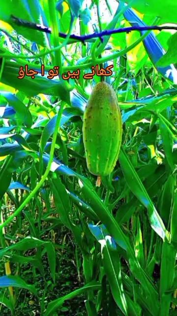 @it's kashmiri