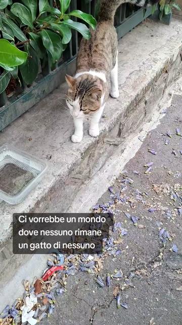 @luciadauria47