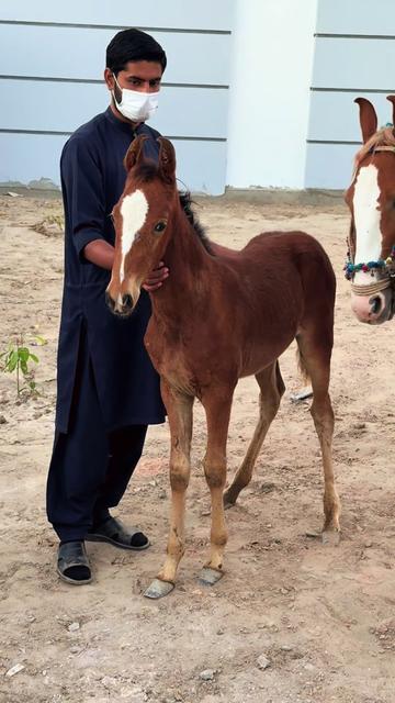 @Hayat Raza