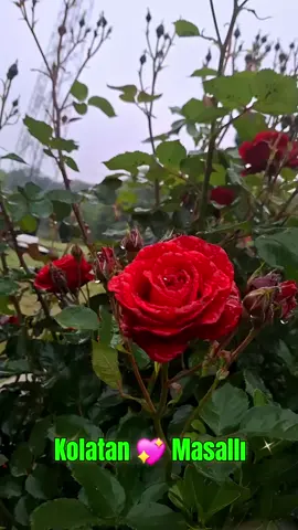 @𝑲𝑶𝑳𝑨𝑻𝑨𝑵🦅𝑴𝑨𝑺𝑨𝑳𝑳𝑰