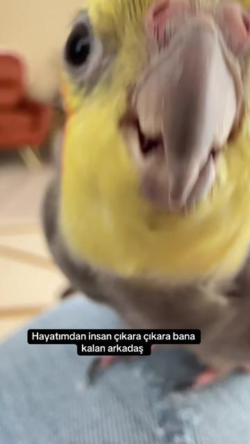 @Svg.K.E