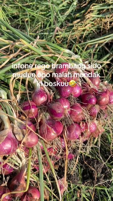 @petanimuda1