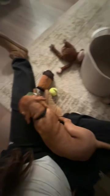 @briston the vizsla ♡