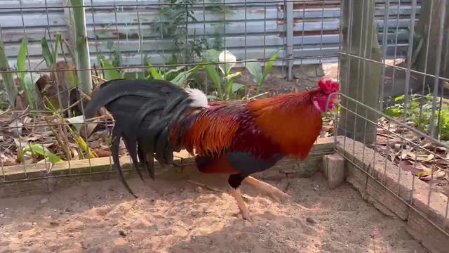 @Quốc Bảo ( baosting)