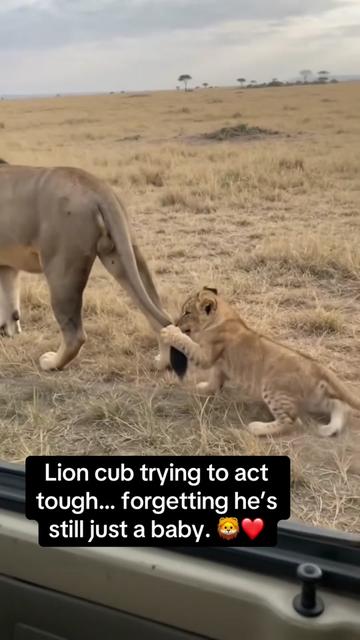 @KJ@LoveAnimalsEpicNature