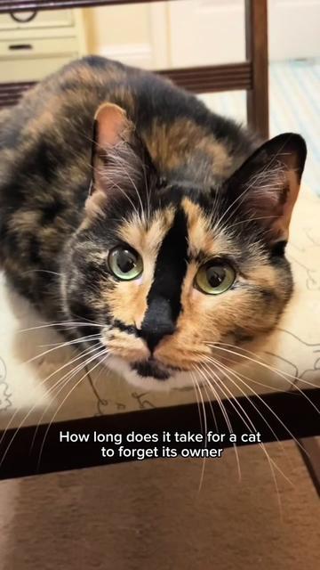 @SnickersTheSmilingCat