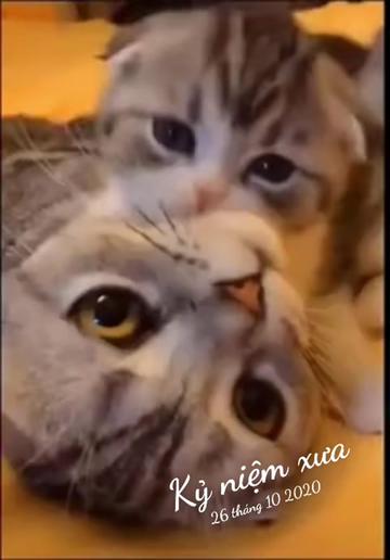 @JBN CATS