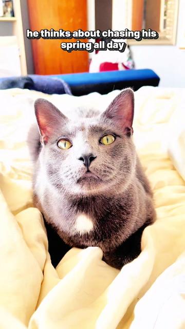 @NermalTCat