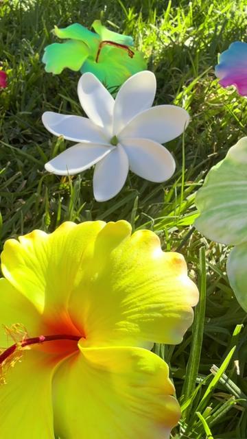 @Island Aesthetica 🌺
