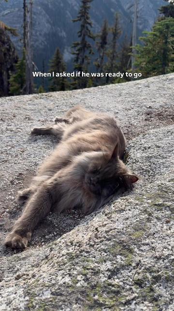 @Mugen the Maine Coon 🇨🇦