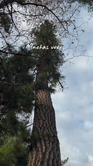 @Maderas Los Balvoa