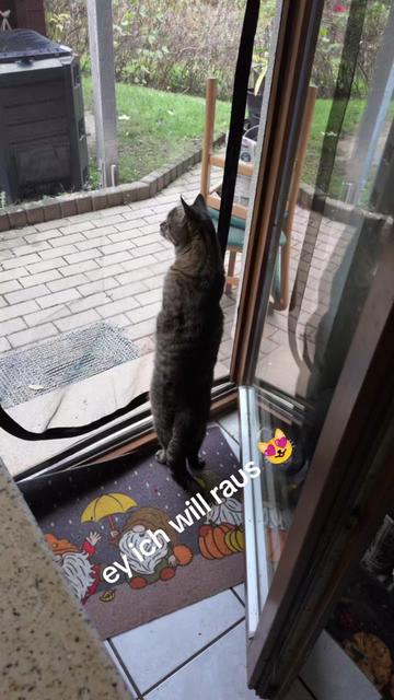 @😻Katrin&Odin 😻Modi Muddi 😻