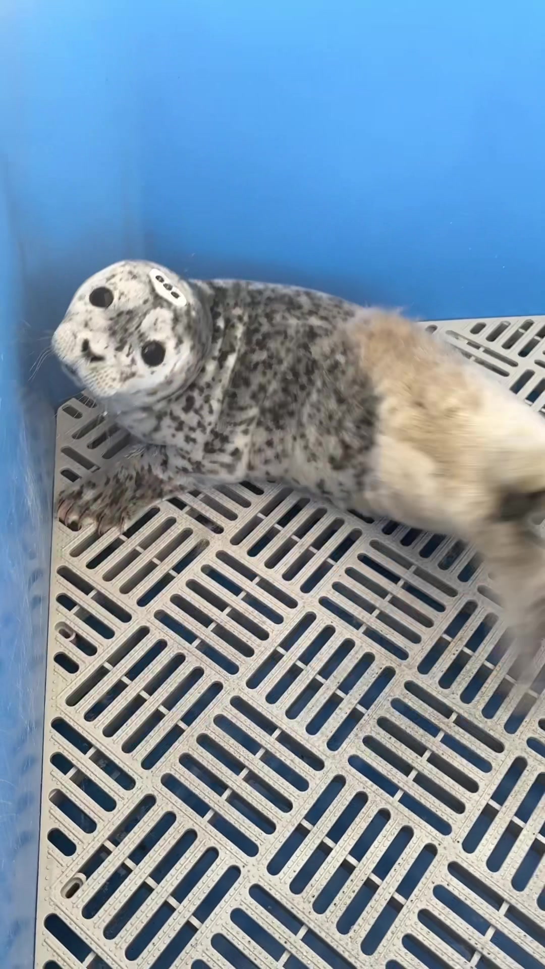 @Marine Mammal Rescue Society