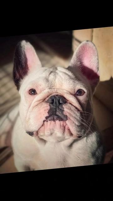 @Bosphorus Bulls French Bulldog