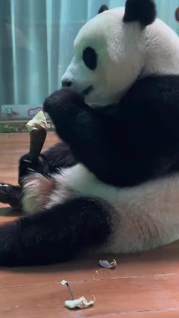 @熊猫妹珠🐼