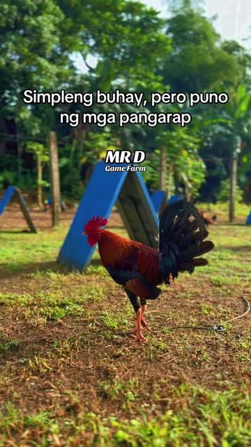 @MR D Game Farm