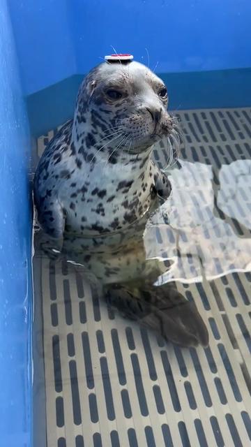 @Marine Mammal Rescue Society