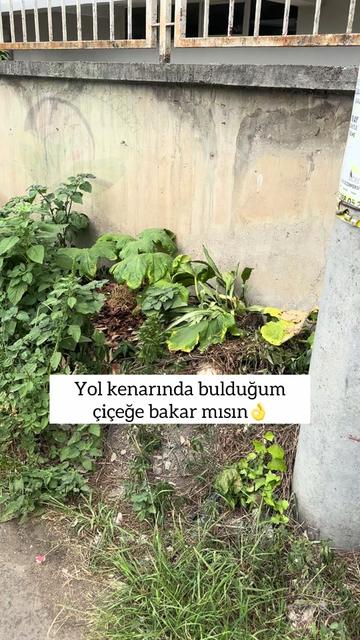 @yesillihanm