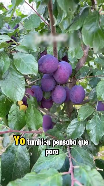 @Grow Garden | Plantas