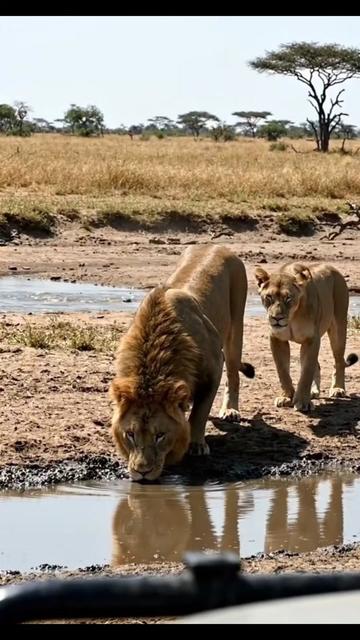 @SafariAnimalsHub