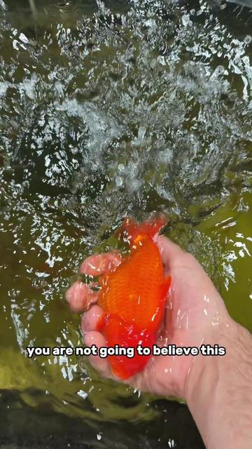 @The Goldfish Guy